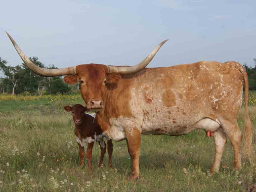 Rocking O Longhorns texas longhorn cattle for sale Austin, Texas